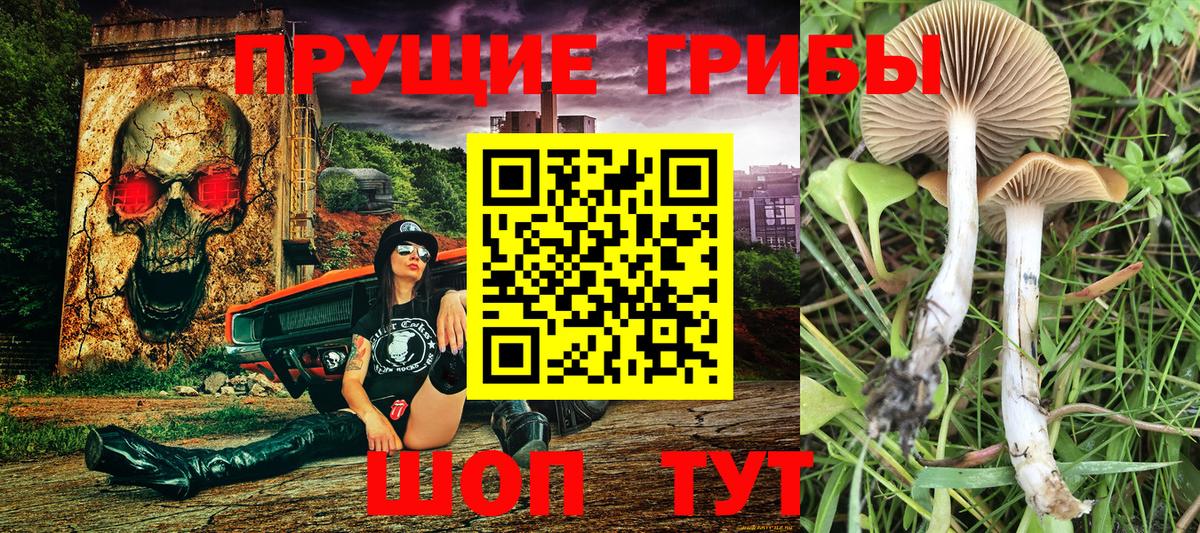 Псилоцибиновые грибы мухоморы Карачаевск
